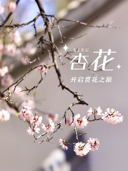 追花指南第六期！杏花雨 楊柳風(fēng) 北京最美的杏花在這里