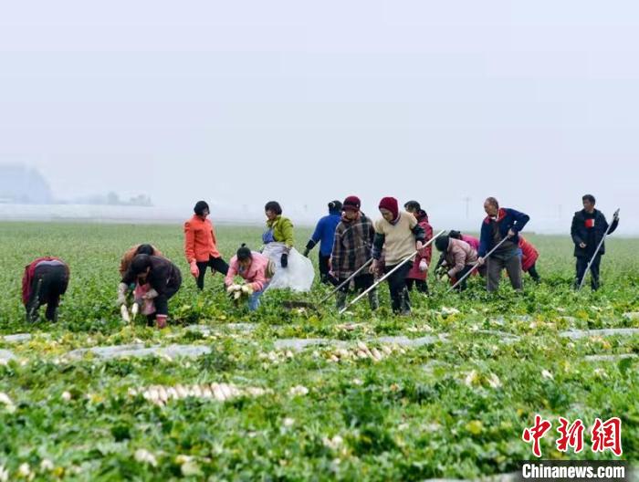 蔬菜基地工人正搶抓農(nóng)時(shí)采收蘿卜?！?汪澤民 攝