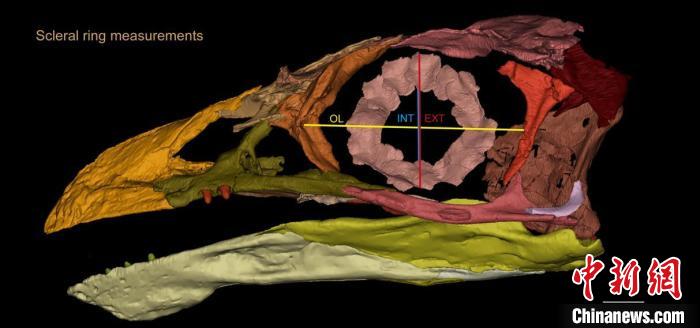 熱河鳥STM3-8化石標(biāo)本的鞏膜環(huán)復(fù)原及測量示意圖。　胡晗 供圖