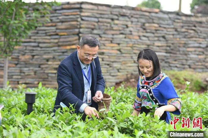 東盟國家媒體記者在辰龍關(guān)茶園采茶?！钊A峰 攝