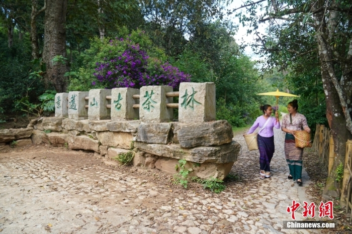 普洱景邁山古茶林文化景觀位于中國云南省普洱市瀾滄拉祜族自治縣惠民鎮(zhèn)。<a target='_blank' href='/' _fcksavedurl='/'><p  align=