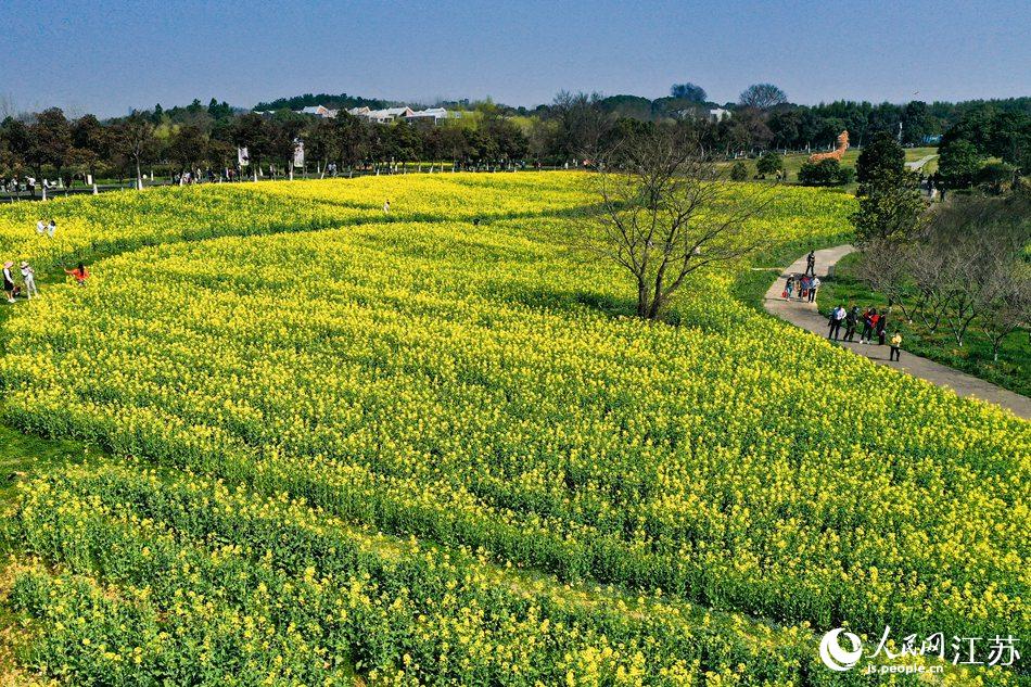 高淳區(qū)椏溪國際慢城桃花扇廣場(chǎng)油菜花田。劉列攝