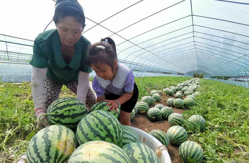 在北辰區(qū)雙街鎮(zhèn)的西瓜種植基地內(nèi)，種植農(nóng)戶們正忙著采收。陳立興攝