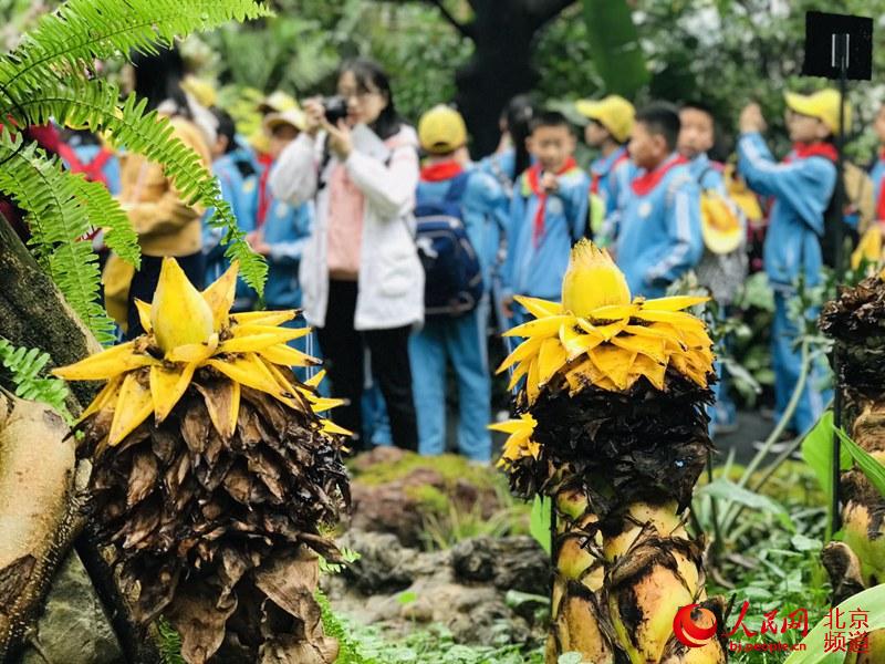 植物館里的地涌金蓮。地涌金蓮原產中國云南，為中國特產花卉。人民網 董兆瑞攝