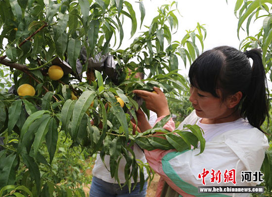 圖為秦皇島市撫寧區(qū)“首屆黃桃文化節(jié)”開幕。 許慧敏 攝