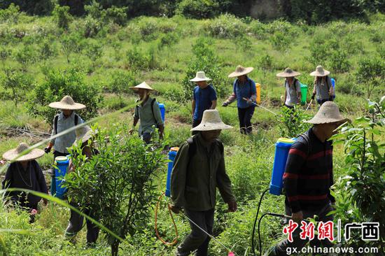 8月18日，在廣西柳州市融安縣大良鎮(zhèn)古蘭村古蘭屯，村民在金桔基地打藥。譚凱興 攝