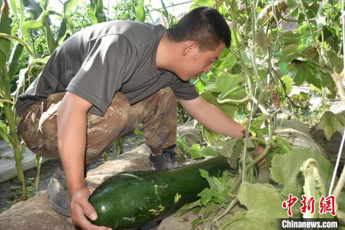 圖為阿里軍分區(qū)某邊防團官兵在溫室摘菜?！￡悋[岳 攝