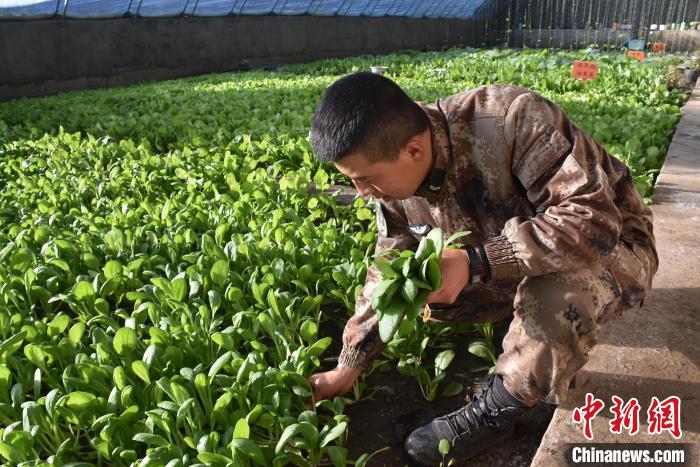 圖為阿里軍分區(qū)某邊防團官兵在溫室摘菜?！￡悋[岳 攝