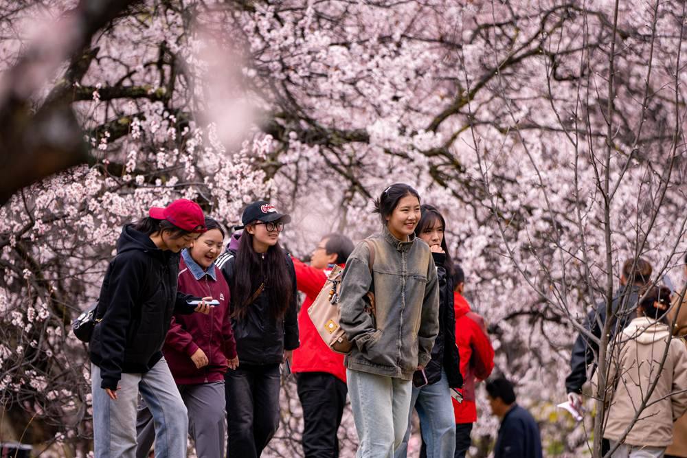 桃花盛開惹人醉，八方游客賞花來。徐馭堯攝