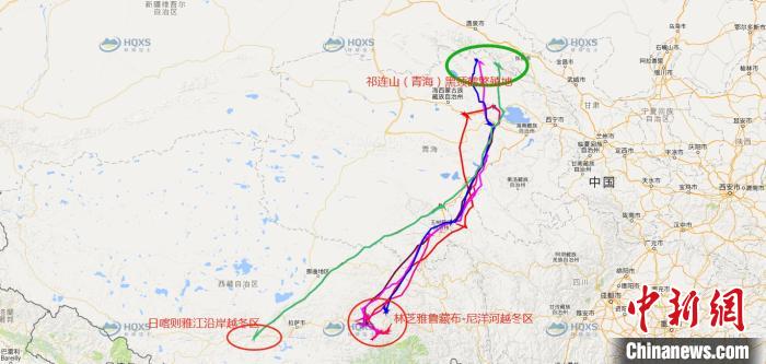 祁連山國(guó)家公園青海片區(qū)黑頸鶴種群遷徙研究取得豐富成果