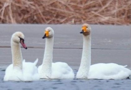 圖為疣鼻天鵝與大天鵝。　青海國(guó)家公園觀鳥協(xié)會(huì)供圖 攝