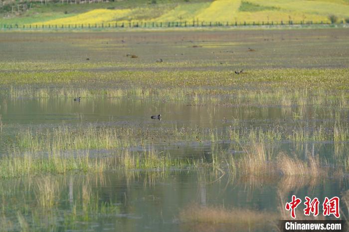 香格里拉納帕海：修復濕地生態(tài)留下“遠方的客人”