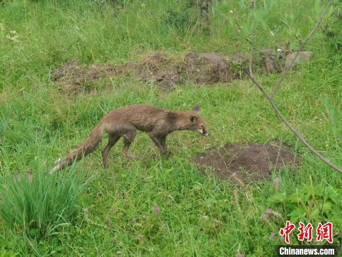 青?；ブ骄戎鷩叶壉Ｗo野生動物赤狐