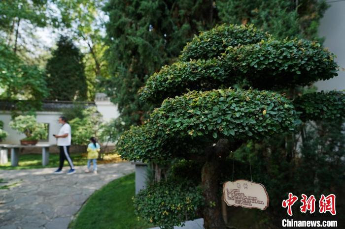 圖為在西寧園林植物園內(nèi)，造型奇特的盆景吸引市民。　馬銘言 攝