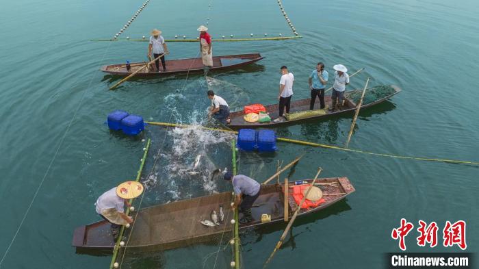 捕魚現(xiàn)場?！≈鬓k方供圖