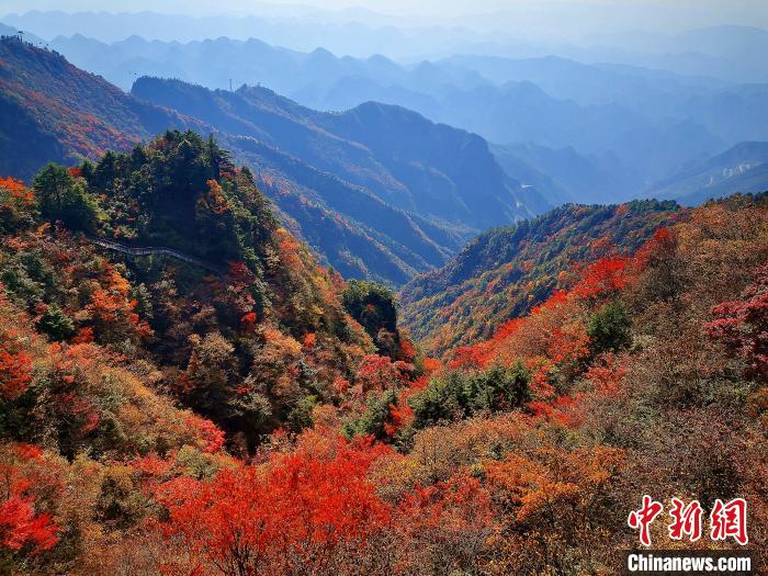 巴山大峽谷漫天紅葉。　張平 攝