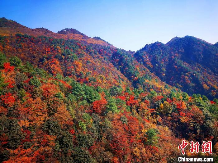 巴山大峽谷漫天紅葉?！埰?攝