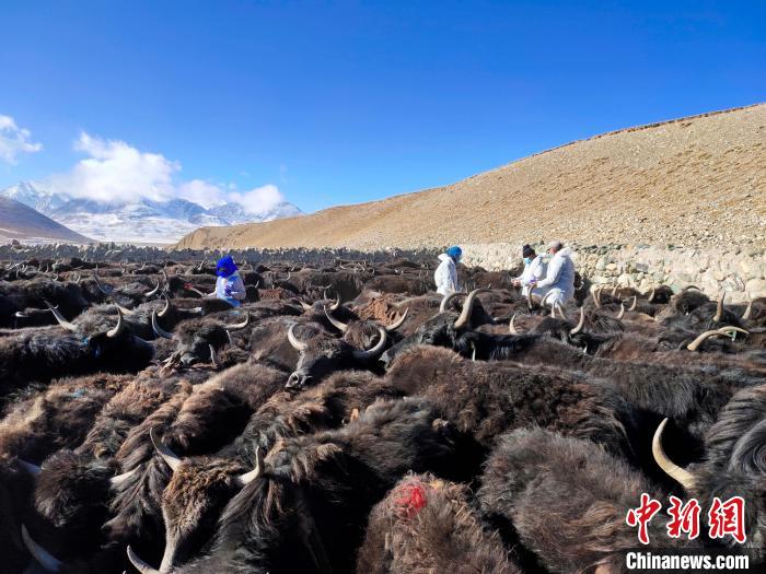 青海探索牦牛寄生蟲病低殘留防治保障綠色畜產(chǎn)品輸出