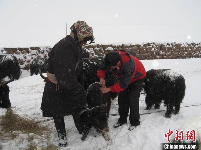 資料圖為研究團(tuán)隊(duì)在達(dá)日縣檢查牛背部皮蠅幼蟲感染情況。　 青海省畜牧獸醫(yī)科學(xué)院供圖