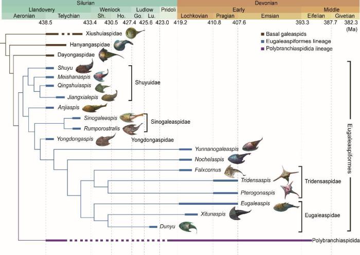 盔甲魚類的系統(tǒng)發(fā)育關(guān)系及地史分布?！≈锌圃汗偶棺邓?供圖