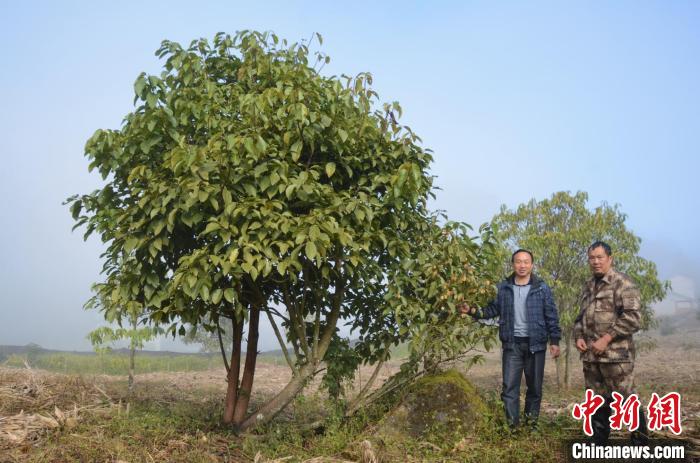 極小種群野生植物滇桐近地保護(hù)6年首次結(jié)實(shí)