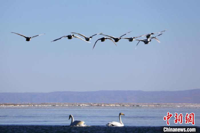 圖為大天鵝在青海湖上空飛翔?！●R怡睿 攝