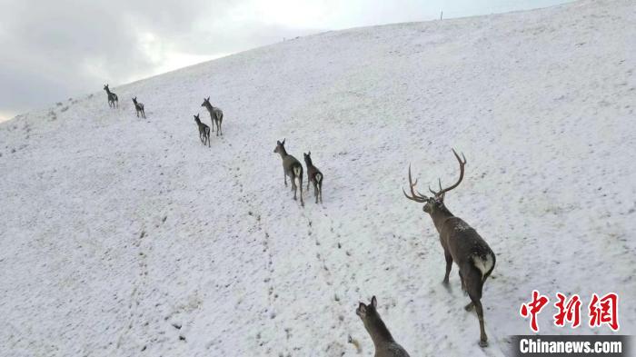 圖為馬鹿群在雪地里行走?！〔湃?攝