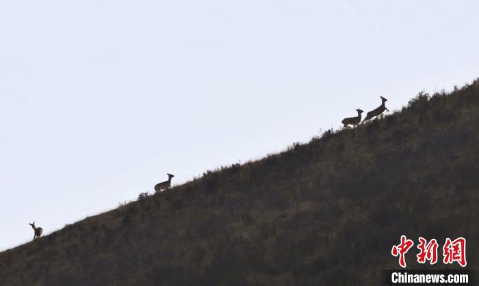 圖為狍鹿在山坡上漫步?！〔彭?xiàng)南加 攝