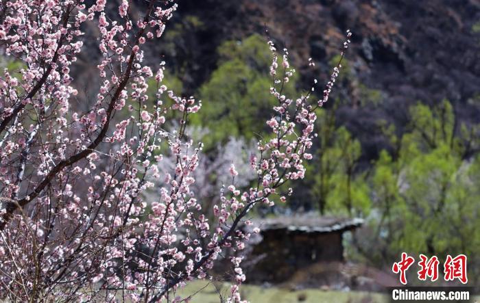 白玉縣河谷間盛開的桃花?！“子袢诿?攝