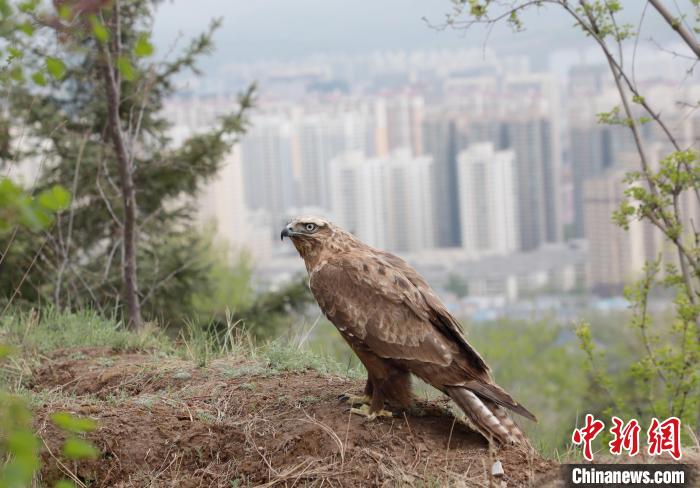 西寧“愛(ài)鳥(niǎo)周”被救護(hù)野生動(dòng)物放歸自然