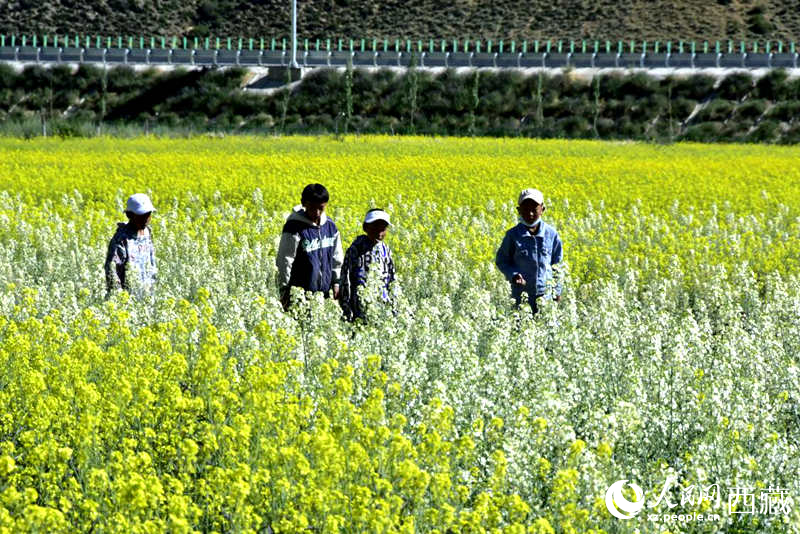 小孩在油菜花田嬉戲。人民網(wǎng) 李海霞攝