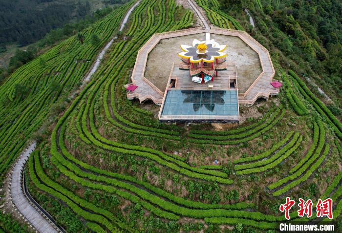 圖為西藏林芝市墨脫縣背崩鄉(xiāng)格林村山頂?shù)木坝^茶園。(無(wú)人機(jī)照片) 李林 攝