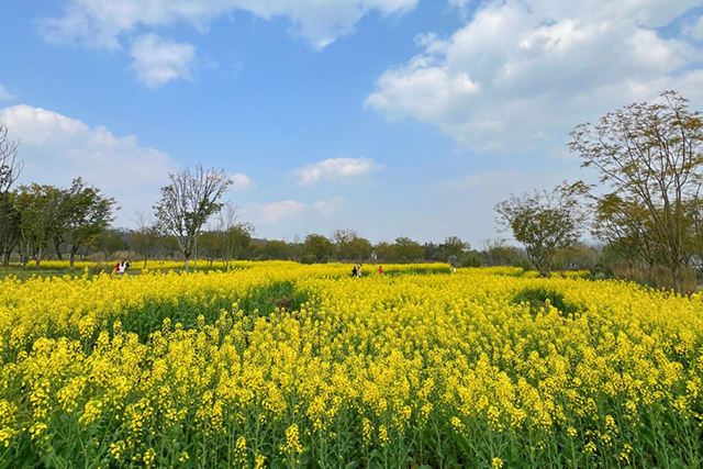 每到油菜花季，就有市民相約到重慶廣陽島上踏青賞花。鄒樂攝