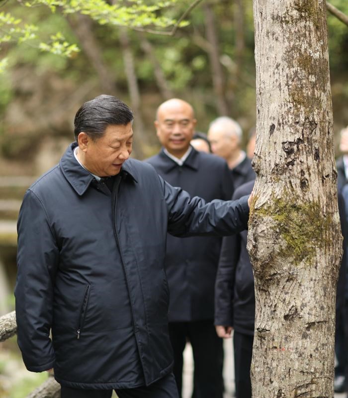 2020年4月20日，中共中央總書記、國家主席、中央軍委主席習(xí)近平在陜西考察調(diào)研。這是習(xí)近平在位于商洛市柞水縣的秦嶺牛背梁國家級自然保護區(qū)，考察秦嶺生態(tài)保護情況。 新華社記者 鞠鵬 攝