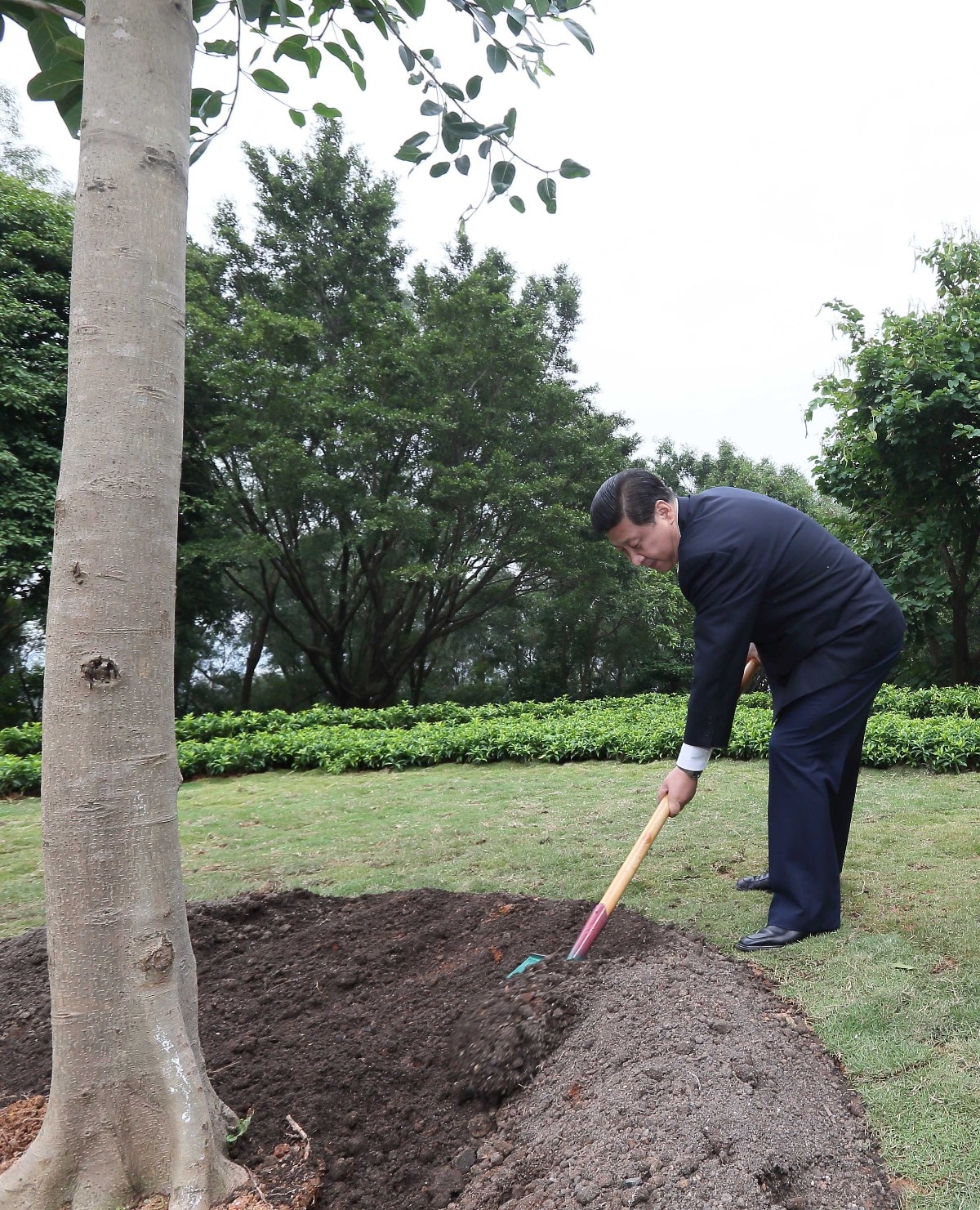 2012年12月8日，習(xí)近平在深圳蓮花山公園種下一棵高山榕樹(shù)。