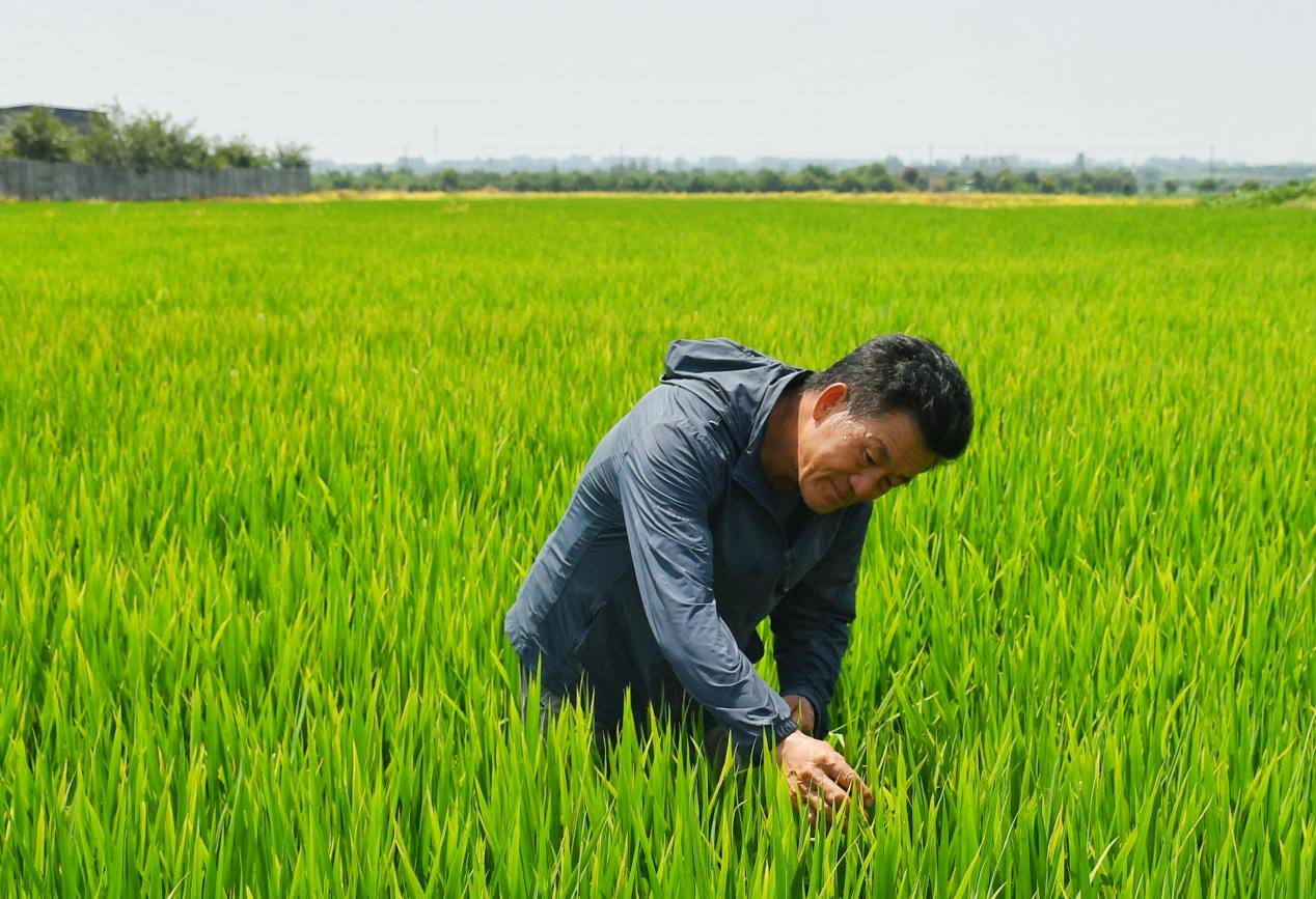 程夕兵在農(nóng)田里檢查水稻種植情況。人民網(wǎng)記者 周坤 攝