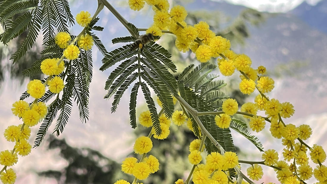 蜜蜂在金合歡花枝上休憩。