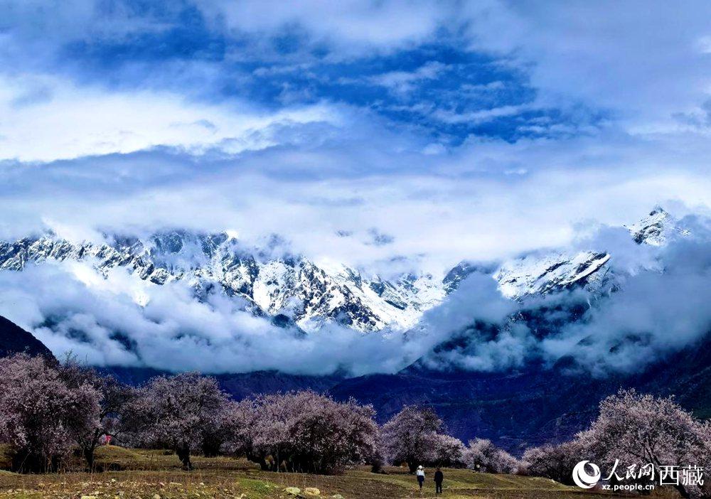 雪山下的桃花。人民網(wǎng) 李海霞攝