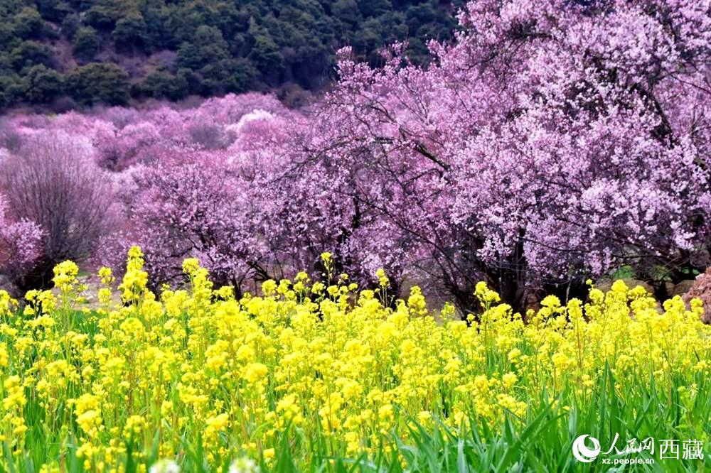 桃花與油菜花交相輝映。人民網(wǎng) 李海霞攝