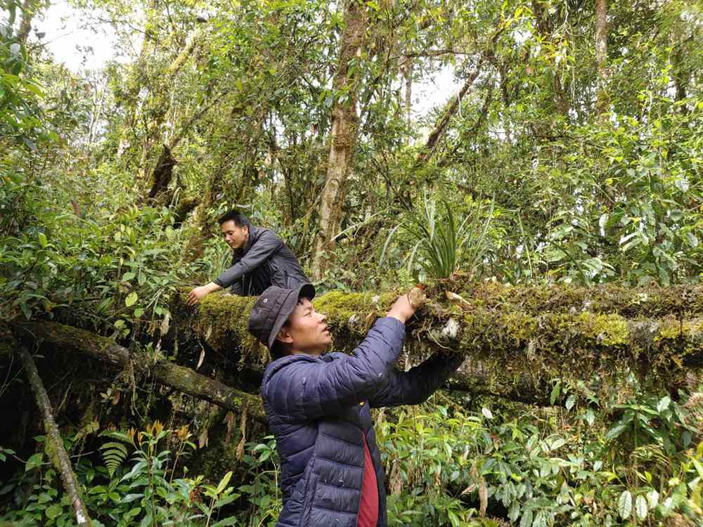 蘭花歸野。圖片由山水自然保護(hù)中心提供