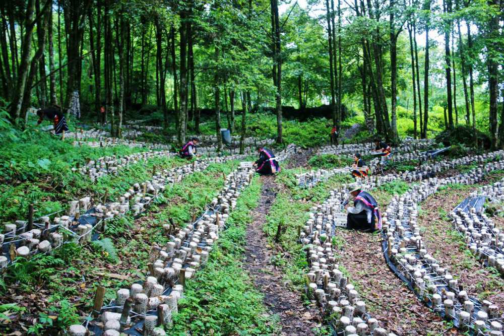 木耳種植基地。次仁央宗攝