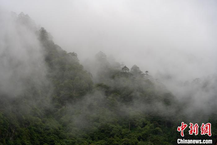 雨后勒布溝的云霧。　江飛波 攝