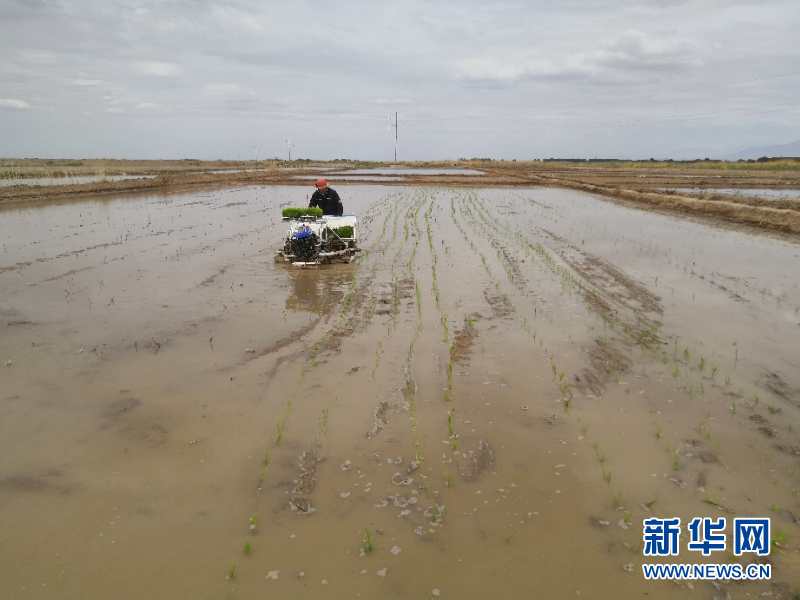 （圖文互動）（1）海水稻首次在青藏高原柴達木盆地試種植