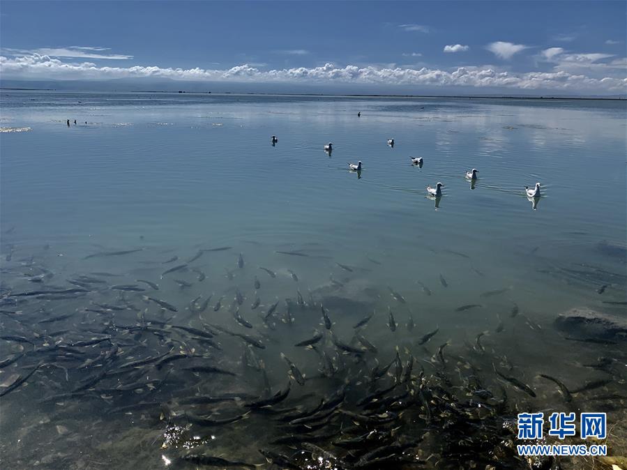 （新華全媒頭條·圖文互動(dòng)）（4）大湖見(jiàn)證 ——持續(xù)保護(hù)讓青海湖生態(tài)華麗“蝶變”