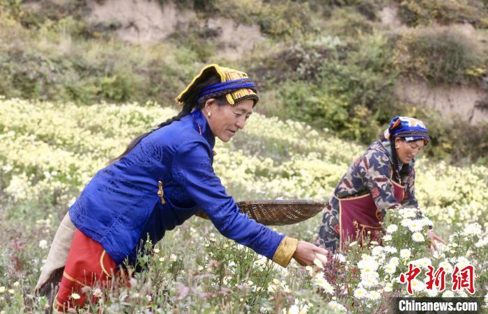 黑水村民在采摘杭白菊。桐鄉(xiāng)市宣傳部提供