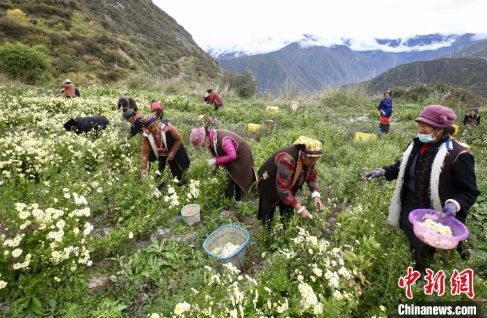 “落戶”黑水的杭白菊。桐鄉(xiāng)市宣傳部提供