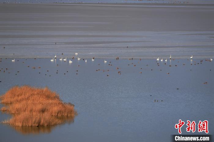 大天鵝飛抵柴達(dá)木盆地都蘭湖國(guó)家濕地公園“越冬”