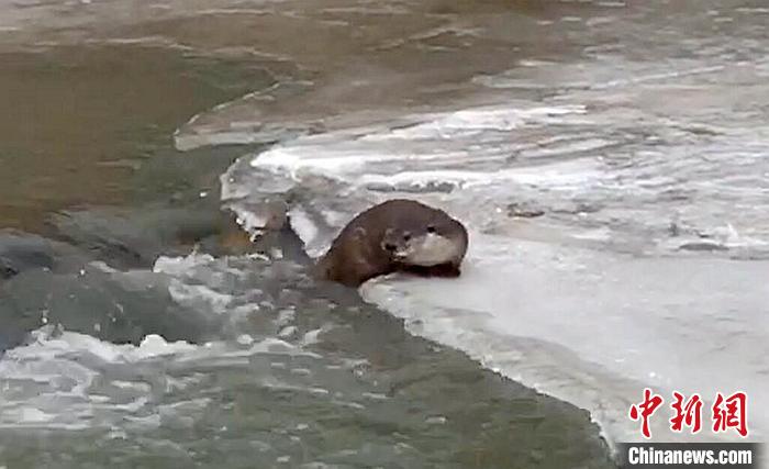 冰面上的國家二級保護動物小爪水獺。視頻截圖