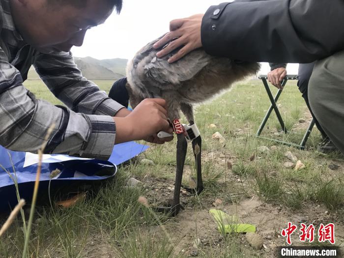 圖為研究人員為黑頸鶴佩戴GPS跟蹤設(shè)備。祁連山國家公園青海省管理局供圖