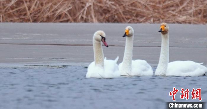 圖為疣鼻天鵝與大天鵝。　青海國家公園觀鳥協(xié)會(huì)供圖 攝